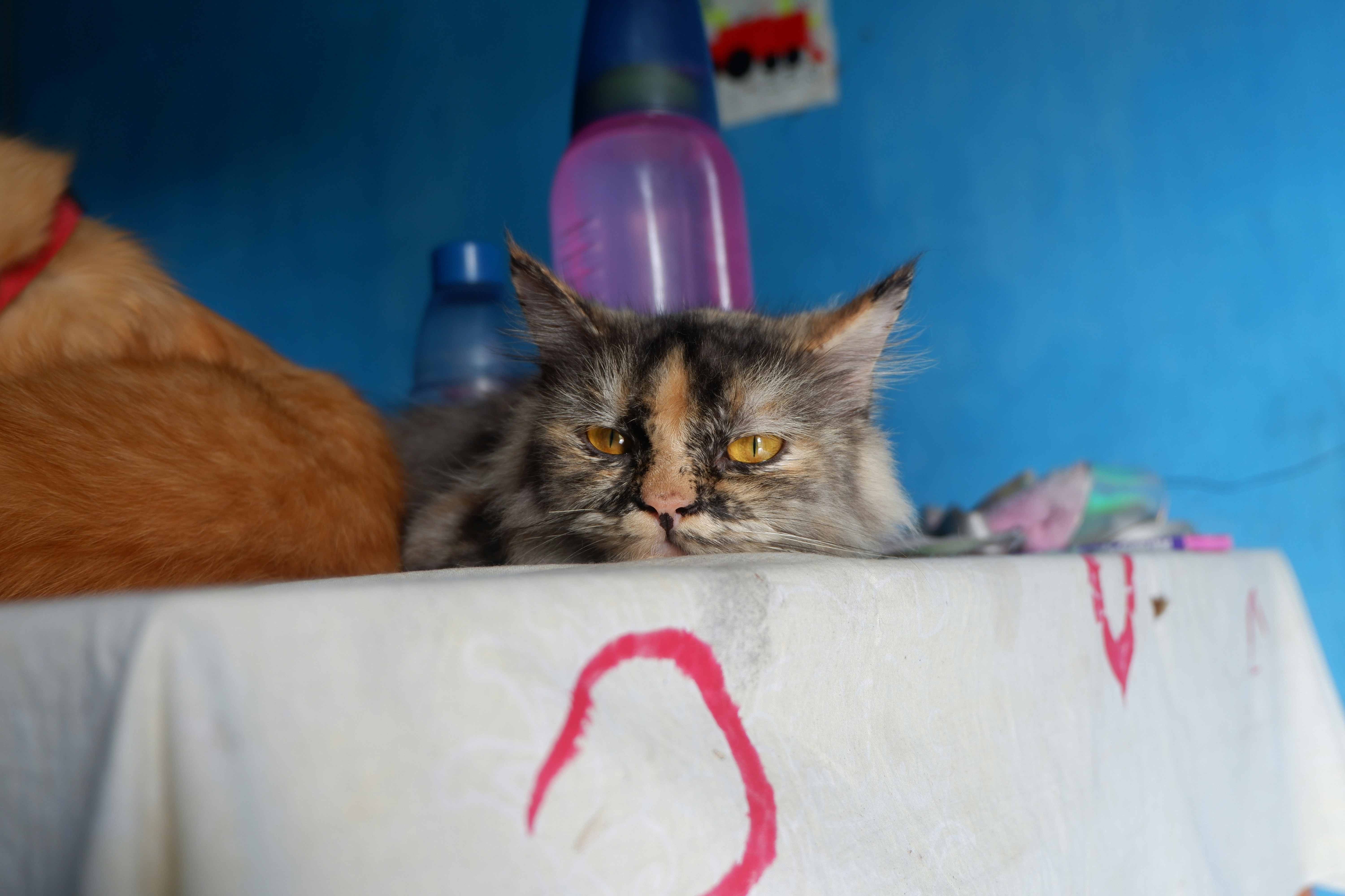 arif-dian-suranta-nMhOyCSs5uk-unsplash