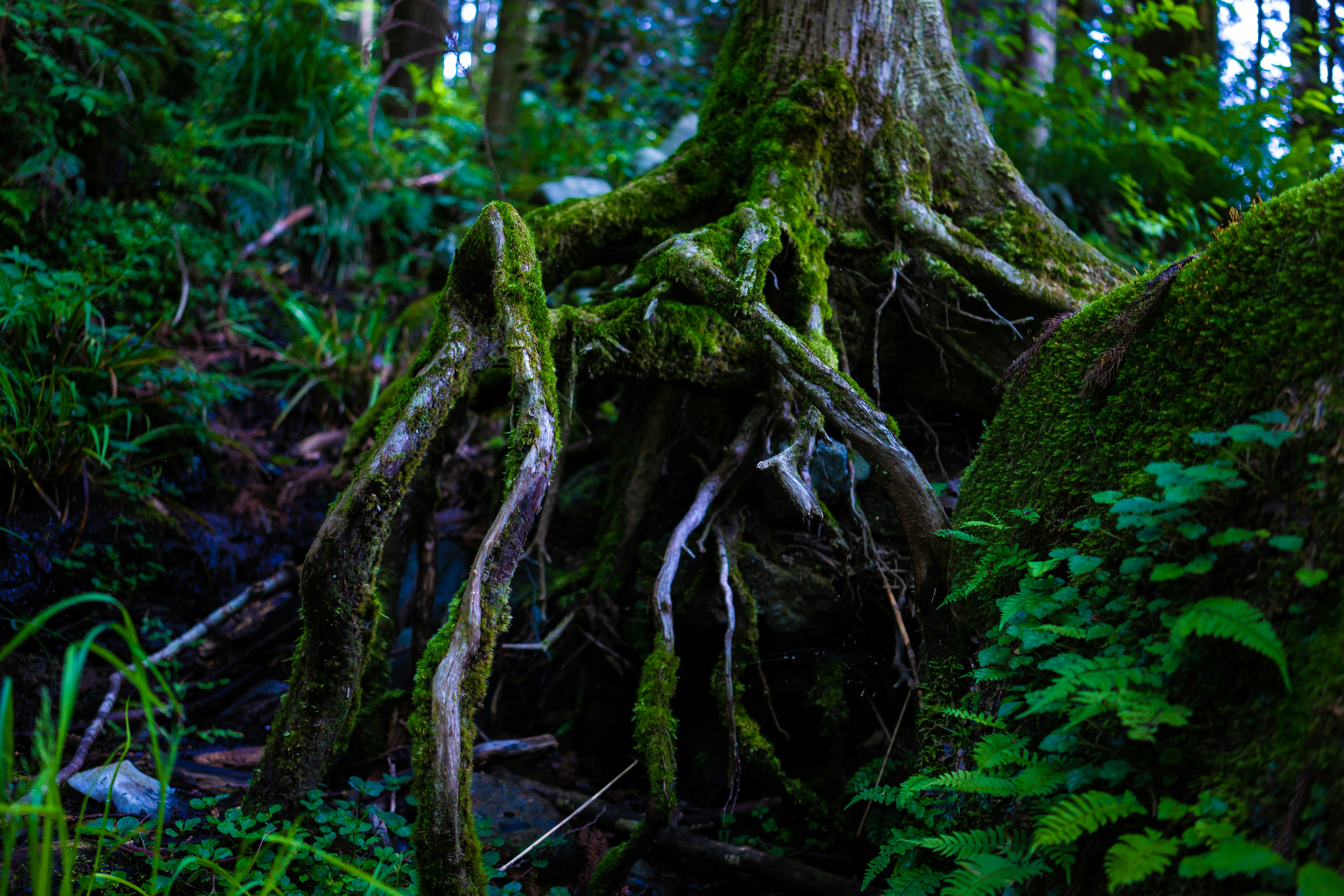 takashi-watanabe-kmtfOtHb3FQ-unsplash